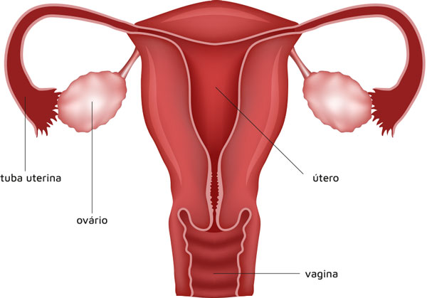 Ciclo menstrual: como ocorre a menstruação